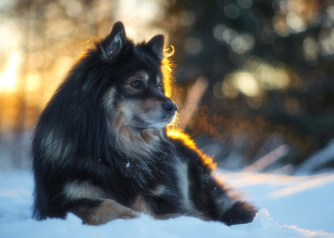 #38. Finnish lapphunds